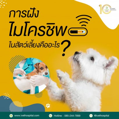การฝังไมโครชิพในสัตว์เลี้ยงคืออะไร?